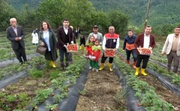 Samsun’un Alaçam ilçesinde çilek üretimi artıyor